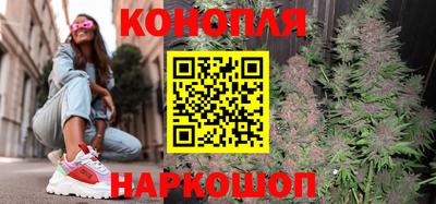сатива Новозыбков